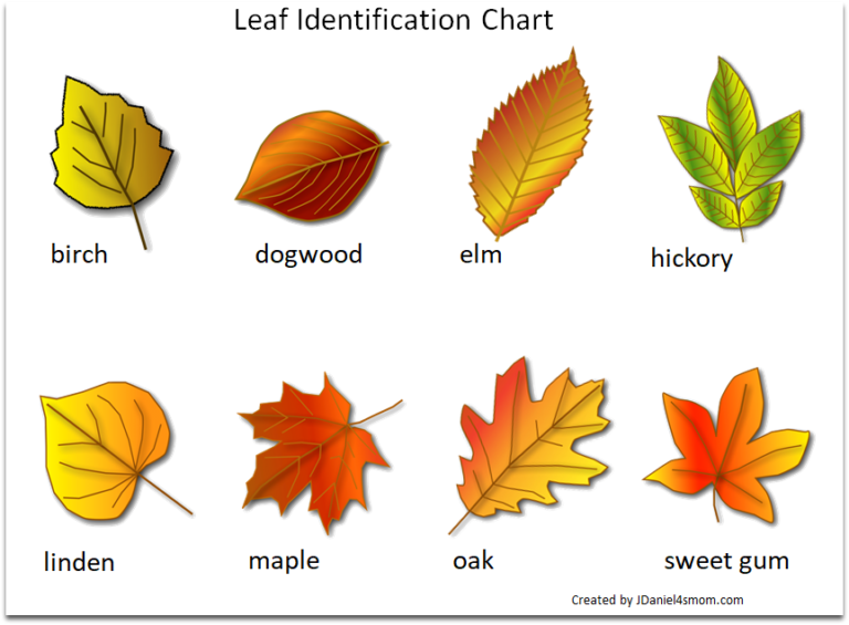 Printable Leaf Identification Chart and Cards Set