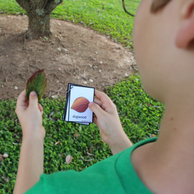 Printable Leaf Identification Chart and Cards Set - Looking for the leaves on the cards.