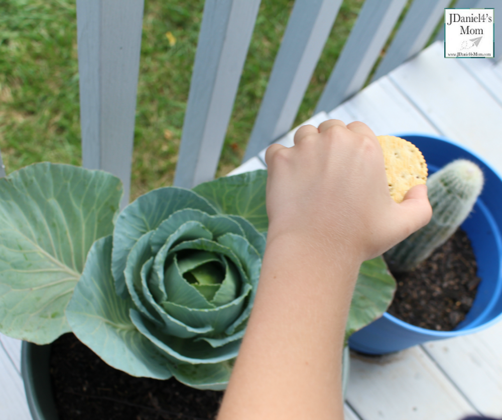 Do Crackers Make Good Pinhole Lens STEM Activity with Recording Sheet (Looking at Cabbage and a Cactus)