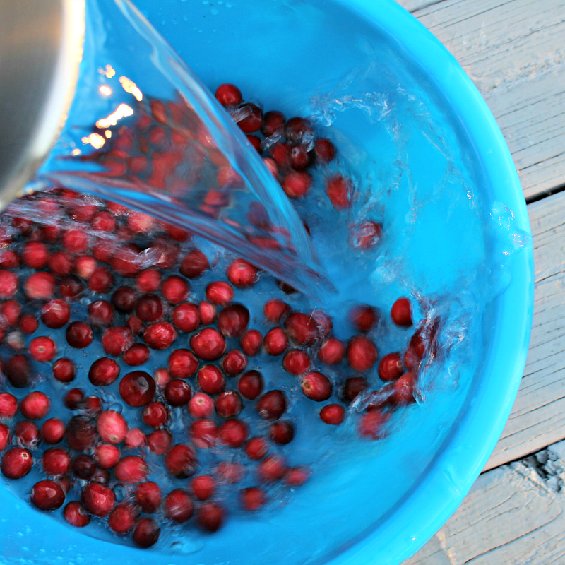 Do Cranberries Sink or Float Thanksgiving Science -Adding Water