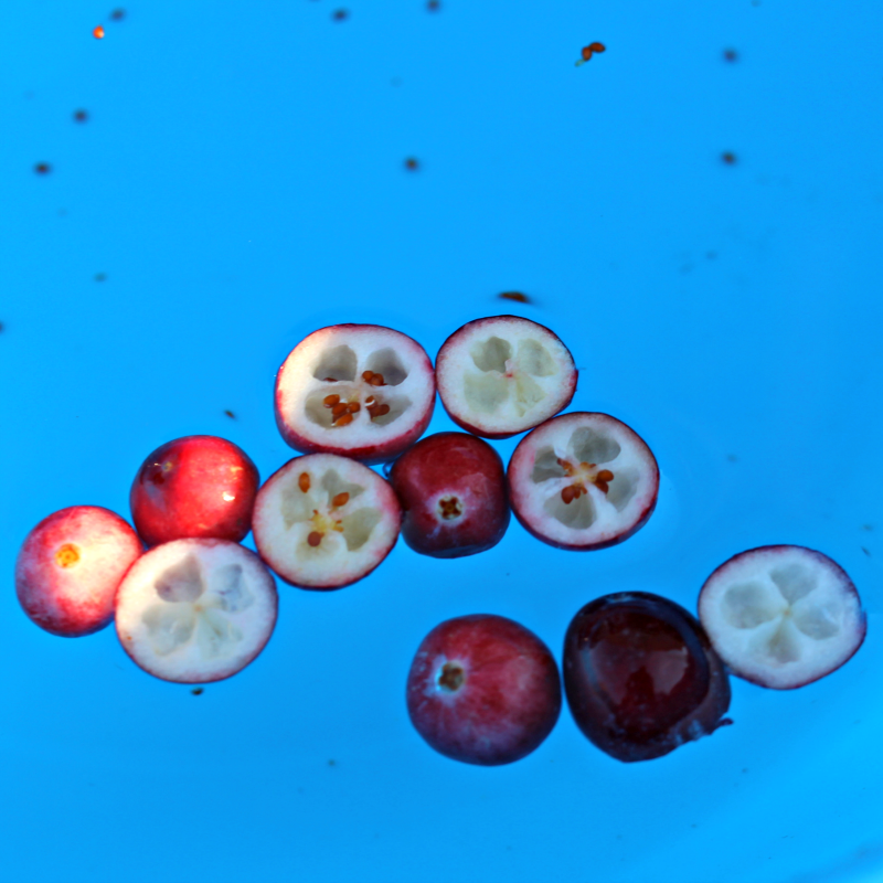 Do Cranberries Sink or Float Thanksgiving Science - Cranberries Cut in Half
