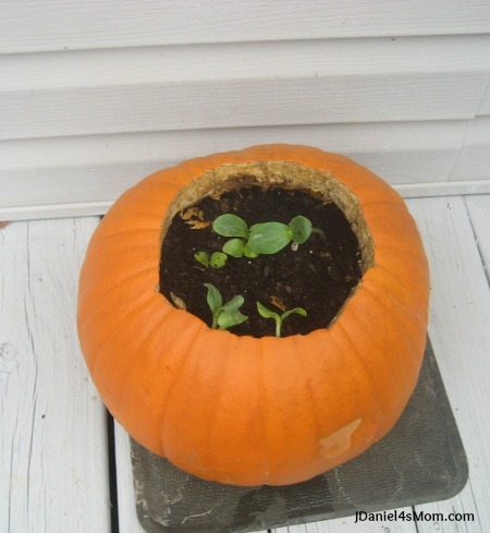 Kids Gardening Planting a Pumpkin