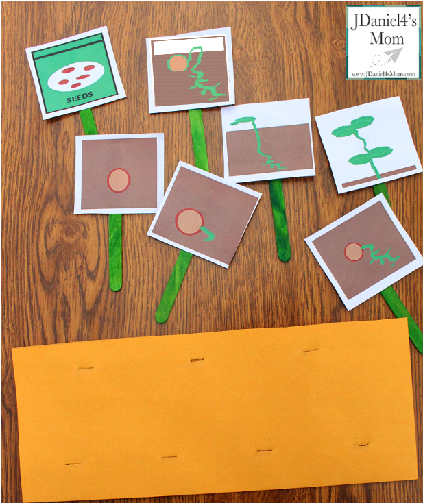 Plant Life Cycle Activity and Printable