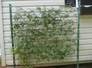 Gardens for Kids- Spider Web Trellis