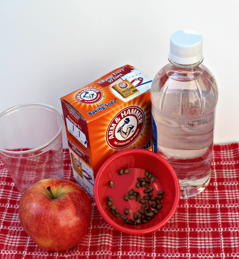 Jumping Apple Seeds from Ten Red Apples Apple Experiment for Kids of All Ages - Supplies