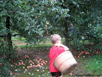 Picking Apples with My Kindergartener
