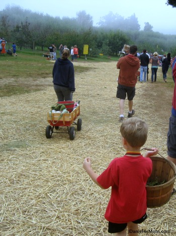 Picking Apples with My Kindergartener